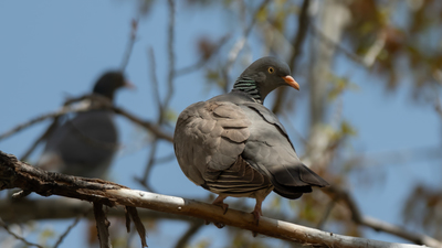 Tahtalı (Columba palumbus) - Malatya / Darende kuş fotoğrafı