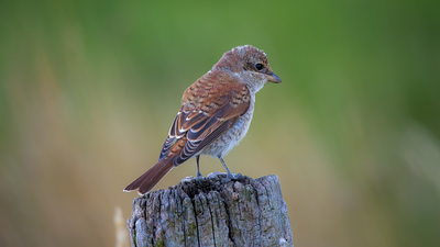 Kızılsırtlı Örümcekkuşu (Lanius collurio) - - / - kuş fotoğrafı
