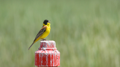Karabaşlı Çinte (Emberiza melanocephala) - Ankara / Gölbaşı kuş fotoğrafı