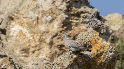 Tahtalı (Columba palumbus) - Eskişehir / Odunpazarı kuş fotoğrafı