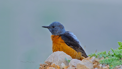 Taşkızılı (Monticola saxatilis) - Çorum / İskilip kuş fotoğrafı