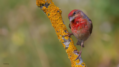 Çütre (Carpodacus erythrinus) - Bilecik / Bozüyük kuş fotoğrafı