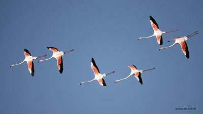 Flamingo (Phoenicopterus roseus) - Ankara / Gölbaşı kuş fotoğrafı