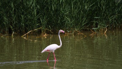 Flamingo kuş fotoğrafı