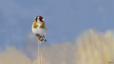 Saka (Carduelis carduelis) - Van / İpekyolu kuş fotoğrafı