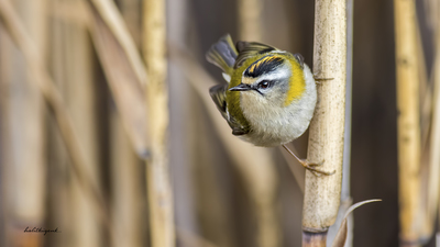 Sürmeli Çalıkuşu (Regulus ignicapilla) - Ankara / Gölbaşı kuş fotoğrafı