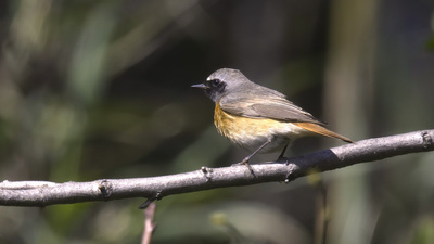 Kızılkuyruk (Phoenicurus phoenicurus) - Zonguldak / Kozlu kuş fotoğrafı
