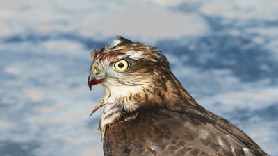 Atmaca (Accipiter nisus) - Trabzon / Sürmene kuş fotoğrafı