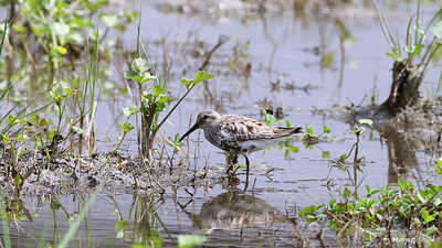 Karakarınlı Kumkuşu (Calidris alpina) - Kastamonu / Abana kuş fotoğrafı