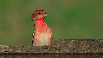 Çütre (Carpodacus erythrinus) - Bilecik / Bozüyük kuş fotoğrafı
