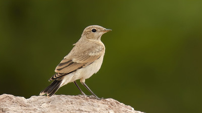 Boz Kuyrukkakan (Oenanthe isabellina) - Ağrı / Doğubayazıt kuş fotoğrafı