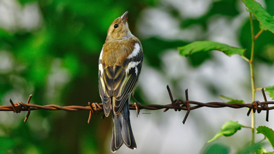 İspinoz (Fringilla coelebs) - Mersin / Çamlıyayla kuş fotoğrafı
