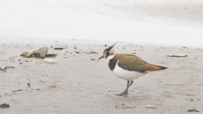 Kızkuşu (Vanellus vanellus) - Kastamonu / Abana kuş fotoğrafı