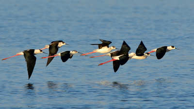 Uzunbacak (Himantopus himantopus) - İzmir / Çiğli kuş fotoğrafı