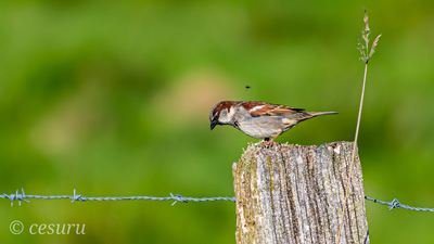 Serçe (Passer domesticus) - - / - kuş fotoğrafı