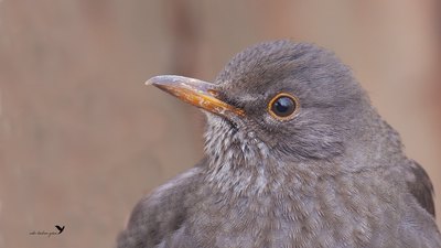 Karatavuk (Turdus merula) - Sakarya / Geyve kuş fotoğrafı