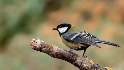 Büyük Baştankara (Parus major) - Ankara / Ayaş kuş fotoğrafı