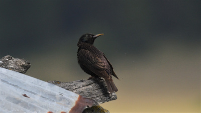 Sığırcık (Sturnus vulgaris) - Ankara / Beypazarı kuş fotoğrafı