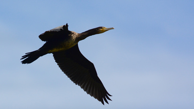 Karabatak (Phalacrocorax carbo) - İzmir / Dikili kuş fotoğrafı
