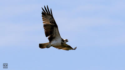 Balık Kartalı (Pandion haliaetus) - Konya / Kulu kuş fotoğrafı