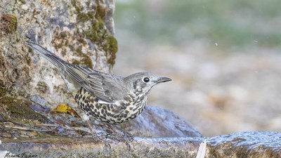 Ökse Ardıcı (Turdus viscivorus) - Burdur / Merkez kuş fotoğrafı