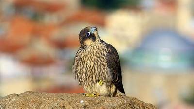 Gök Doğan (Falco peregrinus) - Afyonkarahisar / Merkez kuş fotoğrafı