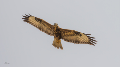 Şahin (Buteo buteo) - Bilecik / Bozüyük kuş fotoğrafı