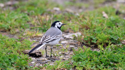 Ak Kuyruksallayan (Motacilla alba) - Kastamonu / Abana kuş fotoğrafı
