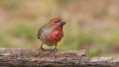 Çütre (Carpodacus erythrinus) - Bilecik / Bozüyük kuş fotoğrafı