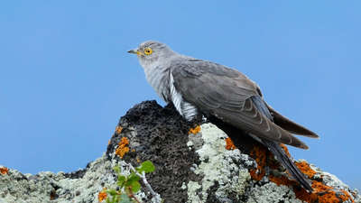 Guguk (Cuculus canorus) - Ağrı / Doğubayazıt kuş fotoğrafı