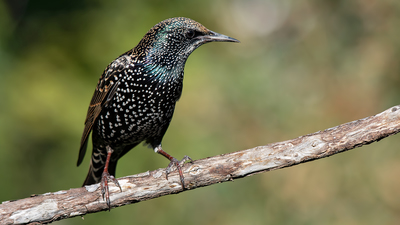 Sığırcık (Sturnus vulgaris) - Denizli / Merkezefendi kuş fotoğrafı