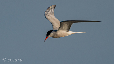 Sumru (Sterna hirundo) - İstanbul / Büyükçekmece kuş fotoğrafı