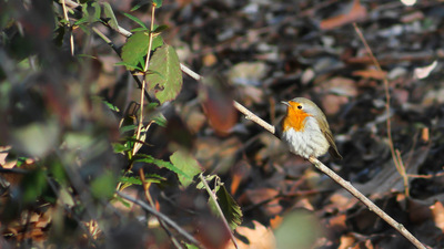 Kızılgerdan (Erithacus rubecula) - Kütahya / Emet kuş fotoğrafı