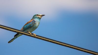 Gökkuzgun (Coracias garrulus) - Isparta / Merkez kuş fotoğrafı