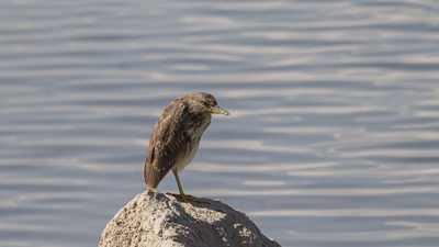Gece Balıkçılı (Nycticorax nycticorax) - Malatya / Battalgazi kuş fotoğrafı