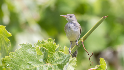 Zeytin Mukallidi kuş fotoğrafı