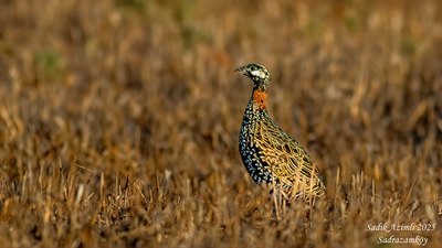 Turaç (Francolinus francolinus) - KKTC / Girne kuş fotoğrafı