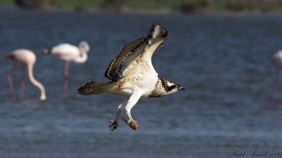 Balık Kartalı (Pandion haliaetus) - KKTC / Gazimagusa kuş fotoğrafı