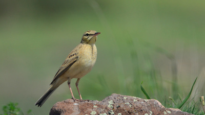 Kır İncirkuşu (Anthus campestris) - Ankara / Güdül kuş fotoğrafı