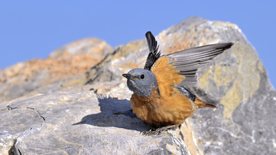 Taşkızılı (Monticola saxatilis) - Ankara / Çankaya kuş fotoğrafı