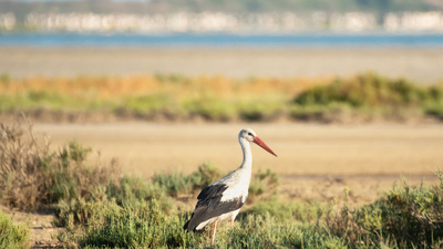 Leylek (Ciconia ciconia) - Adana / Yumurtalık kuş fotoğrafı