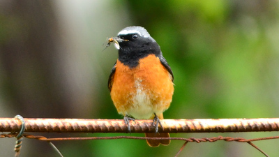 Kızılkuyruk (Phoenicurus phoenicurus) - Osmaniye / Toprakkale kuş fotoğrafı