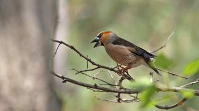 Kocabaş (Coccothraustes coccothraustes) - Ankara / Ayaş kuş fotoğrafı