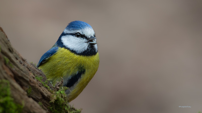 Mavi Baştankara (Cyanistes caeruleus) - İstanbul / Eyüpsultan kuş fotoğrafı