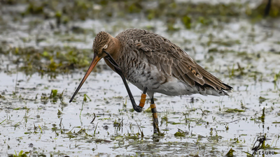 Çamurçulluğu (Limosa limosa) - - / - kuş fotoğrafı