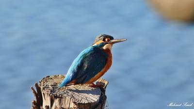 Yalıçapkını (Alcedo atthis) - Kastamonu / Abana kuş fotoğrafı