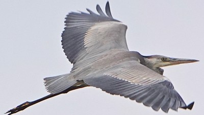 Gri Balıkçıl (Ardea cinerea) - Çanakkale / Ezine kuş fotoğrafı