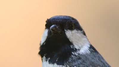 Çam Baştankarası (Periparus ater) - Ankara / Ayaş kuş fotoğrafı