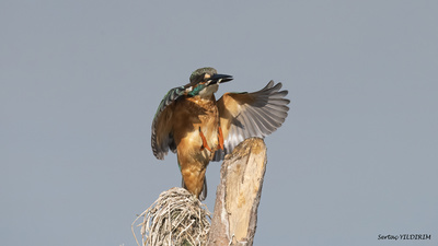 Yalıçapkını (Alcedo atthis) - Ankara / Gölbaşı kuş fotoğrafı