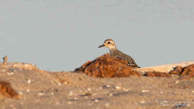 Gümüş Yağmurcun (Pluvialis squatarola) - Bursa / Karacabey kuş fotoğrafı
